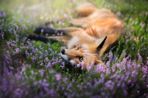 Fantastic Fox, Fox Spirit, Pet Fox, Wild Dogs, Fox Art, Cute Fox, Animal Companions, Wildlife Animals, Red Fox