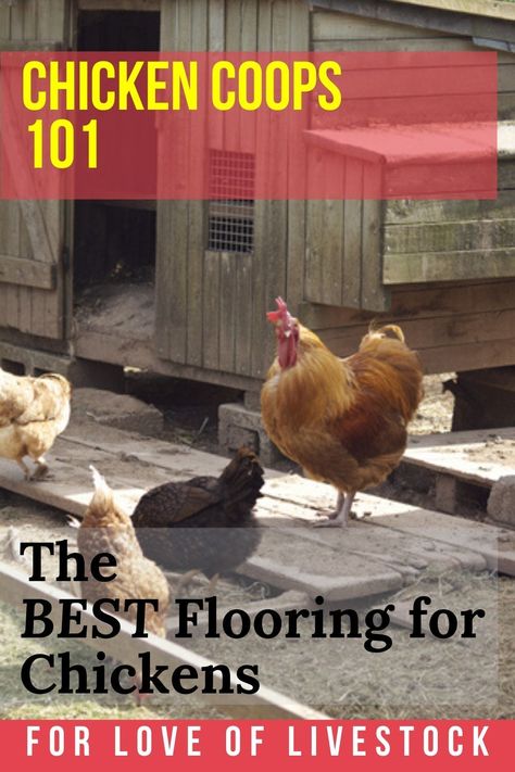 8 Chicken Coop, Chicken Coop Floor, Chicken Coop Tips, Chicken Coop Bedding, Popular Flooring, Build A Chicken Coop, Floor Options, Cute Chicken Coops, Easy Chicken Coop