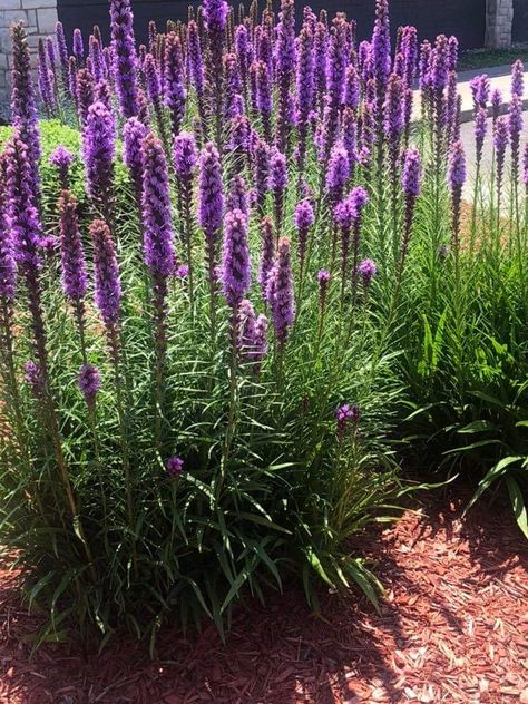 Liatris Flower, Oasis Garden, Floral Design Classes, Flower Board, Flower Identification, Pocket Park, Garden Inspo, Wildflower Meadow, Shenandoah Valley