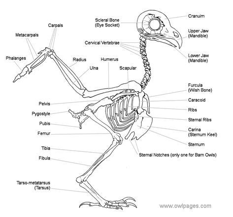 Owl Legs, Owl Skeleton, Skeletal Anatomy, Owl Facts, Owl Wings, Skeleton Drawings, Tawny Owl, Animal Skeletons, Skeletal System