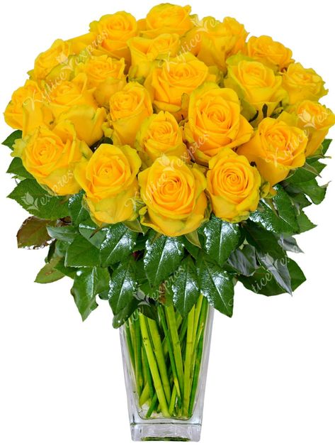 Yellow Rose Flower, Love Rose Flower, Large Flower Arrangements, Rose Seeds, Good Morning Beautiful Flowers, Good Morning Flowers Pictures, Flowers Bouquet Gift, Red Rose Flower, Fresh Flowers Arrangements