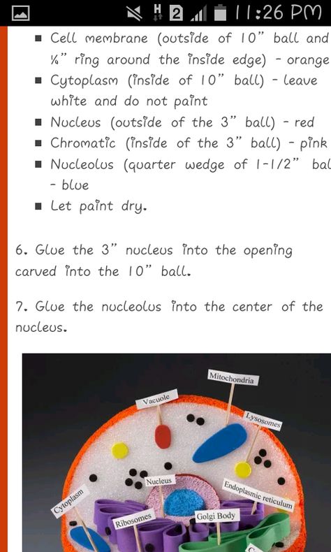 3d Animal Cell Project, Animal Cell Model Project, 3d Animal Cell, Plant Cell Project, Cell Model Project, Plant Cell Model, Animal Cell Project, Cells Project, Biology Projects