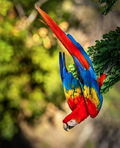 Taste the Rainbow!!! Scarlet Macaw  -  Wonder of Wings (@wonderofwings) • Instagram photos and videos Burung Kakatua, Scarlet Macaw, Parrots Art, Macaw Parrot, Bird Wallpaper, Bird Pictures, Exotic Birds, Tropical Birds, Birds Tattoo