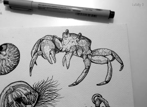 Ocean Crab Tattoo, Animal Tattoos Designs, Crab Tattoos Men, Aquatic Tattoo Sleeve, Crab Tattoo Men, Cute Crab Tattoo, Animal Tattoo Drawings, Crab Tattoo Design, Aquatic Tattoos