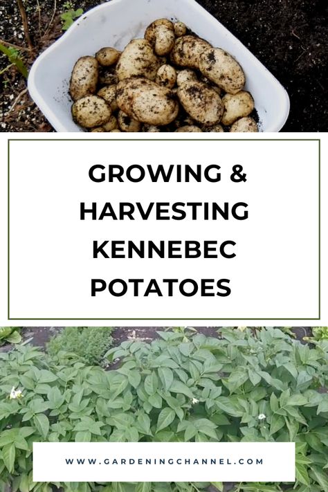 harvested and kennebec potatoes growing with text overlay growing and harvesting kennebec potatoes Kennebec Potatoes, Potato Towers, Potato Tower, Container Potatoes, Potato Gardening, Growing Potatoes, Growing Tomatoes, Tan Skin, Growing Vegetables