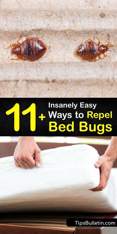 Bed Bugs Spray Diy, Bed Bug Prevention, How To Prevent Bed Bugs, Bed Bugs How To Get Rid Of Diy, Bedbugs Get Rid Of, Kill Bed Bugs Fast, How To Kill Bed Bugs, Diy Bed Bug Spray, How To Get Rid Of Bed Bugs Fast Diy