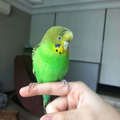 Fun Ideas for Training Your Budgie: Treats, Tricks, and More 2 Budgie Training, Budgie Treats, English Budgie, Pet Birds Parrots, Pet Bird Cage, Budgies Bird, Budgie Parakeet, Bird Treats, Live Alone