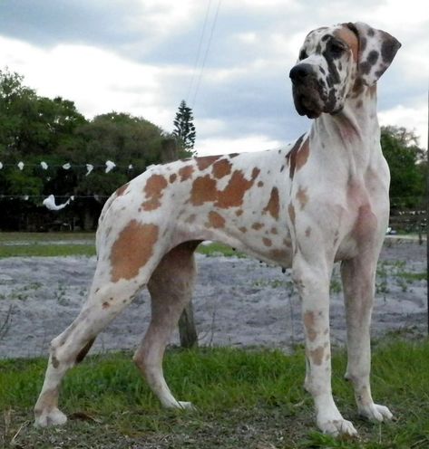 Fawnequin Great Dane Great Dane Colors, Brindle Great Dane, Blue Merle Great Dane, Merle Great Danes, Harlequin Great Danes, Tattoo Nature, Animals Tattoo, Dane Puppies, Great Danes