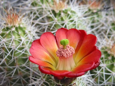 Claret Cup Cactus Claret Cup Cactus, Saguaro Cactus Flower, Hedgehog Cactus, Waterwise Landscaping, Crested Cactus, West Jordan Utah, Parodia Cactus, Trichocereus Grandiflorus, Garden Park