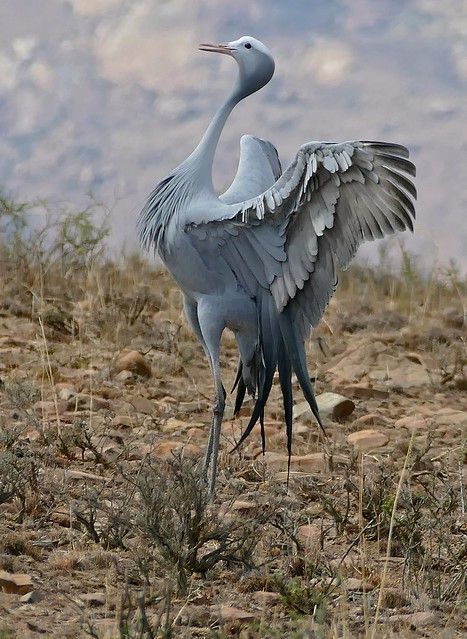 South Africa Animals, South African Animals, South African Birds, Blue Crane, Africa Animals, Animals Amazing, Cute Dog Pictures, Animal Bones, Rhinos