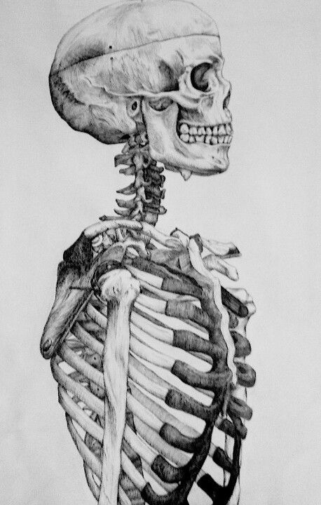 Skeleton Anatomical Drawings, Skeleton Drawings, Human Skeleton, Skeleton Art, A Skeleton, Anatomy Drawing, Side Profile, Human Condition, Skeletal