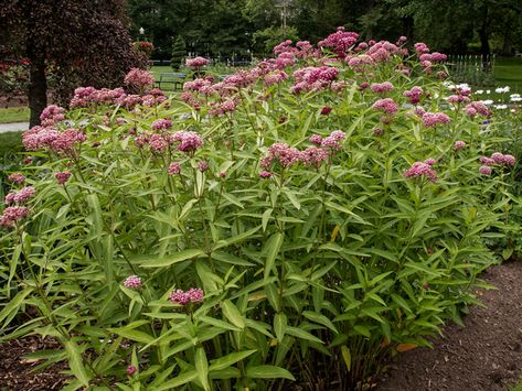 Asclepias Incarnata, Swamp Milkweed, Florida Plants, Lady Bird Johnson Wildflower Center, Full Sun Perennials, Seed Collection, University Of Texas At Austin, Lady Bird Johnson, Seed Bank