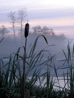 Cat Tail In The Mist Foggy Day, Pond Life, 수채화 그림, The Fog, Watercolor Landscape, Nature Beauty, Beautiful World, The Wind, Beautiful Photo