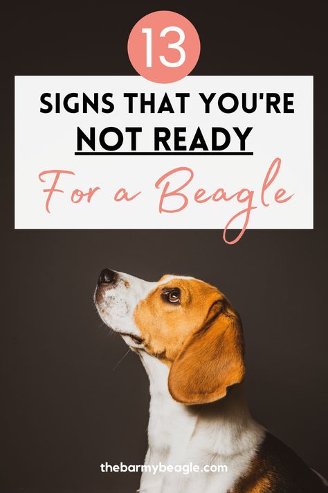 Beagle Training Tips, Begal Puppies, Begal Dogs, Beagle Dog Facts, Types Of Beagles, Pocket Beagle Puppies, Puppy Pool, Family Chores, Beagle Facts