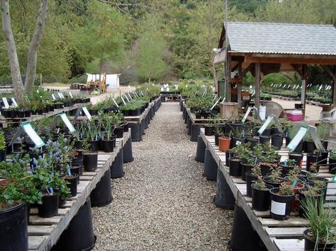 Large pots and pallets used to make simple low tables Nursery Set Up Ideas, Nursery Set Up, Natural Plant Food, Garden Center Displays, Set Up Ideas, Tattoo Plant, Outdoor Greenhouse, California Native Plants, Small Nurseries