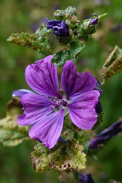 Mauve de Mauritanie, Grande mauve, Mauve des bois, Mauve sylvestre, Malva sylvestris var Mauritiana Mauve Sylvestre, Malva Sylvestris, Permaculture, Violet, Plants