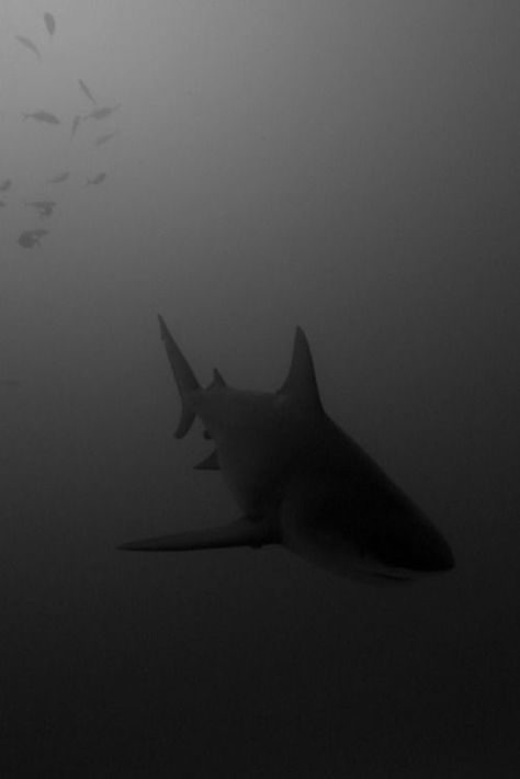 - ̗̀ 𝘱𝘪𝘯𝘯𝘦𝘥 𝘧𝘳𝘰𝘮 𝘢𝘷𝘰𝘤𝘢𝘵𝘩𝘰𝘵 ̖́- Scary Ocean, Shark Tale, Shark Photos, Shark Pictures, Bull Shark, Shark Art, White Sharks, Shark Week, Great White Shark