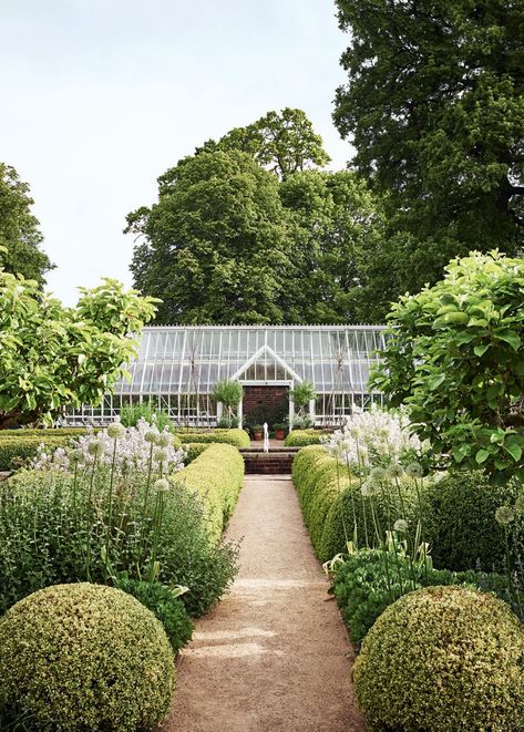 Hydrangea Arborescens Annabelle, Buy Greenhouse, Hornbeam Hedge, Dome Greenhouse, Tattoo Plant, Hydrangea Arborescens, Herbaceous Border, Green Country, English Country Gardens