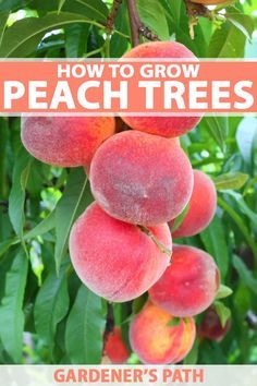 Growing Peach Trees, Fruit Trees Backyard, Planting Fruit Trees, Fruit Tree Garden, Nut Trees, Pruning Fruit Trees, Garden Fruit, Growing Fruit Trees, Peach Tree