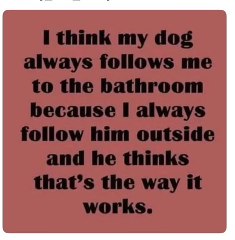 Dog Quotes Funny, Dog Rules, Dog Quotes, Dog Puppy, My Dog, Bones Funny, Shih Tzu, I Love Dogs, Dog Life