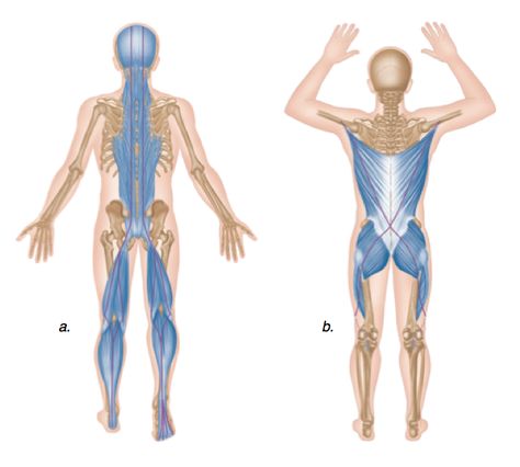 What Is Fascia, Anatomy Trains, Bowen Therapy, Fascia Stretching, Posterior Chain, Trigger Point Therapy, Myofascial Release, Muscle Anatomy, Trigger Point