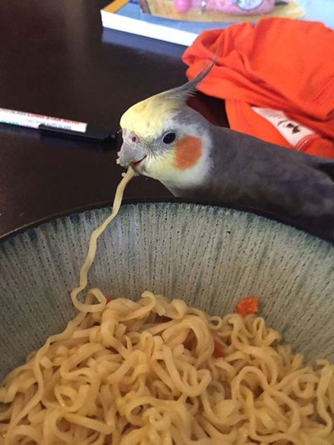 Bird Eating, Ramen Noodles, A Bowl, Ramen, Noodles, Birds, Bowl