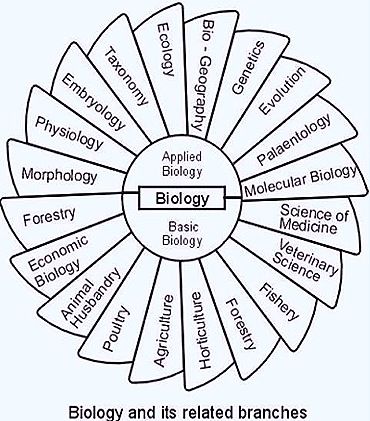 Biology Branches, Branches Of Biology, Veterinary Science, Science Articles, Molecular Biology, Marine Biology, Flow Chart, Biochemistry, Online Classes