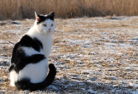 Adorable Cow Cat Cow Cat, Cat Proofing, Cat Obsession, Holstein Cows, White Cats, Cat House, Cat Pics, Cat Love, Cat Breeds