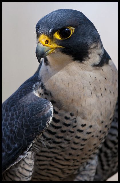 Cai Arabi, Falcon Art, Regard Animal, Nature Wonders, Raptors Bird, Regnul Animal, Peregrine Falcon, Pretty Animals, Peregrine