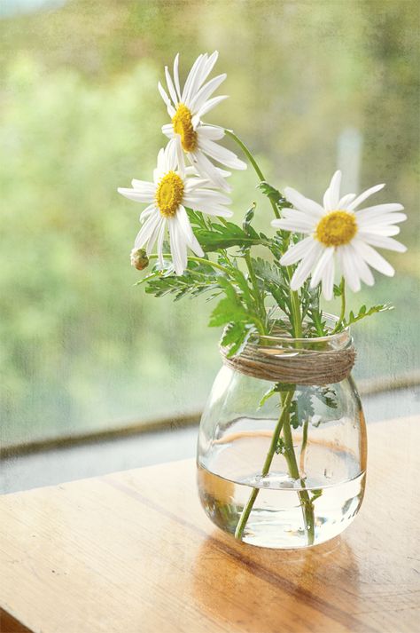 113#366 | Flickr - Photo Sharing! Daisy Love, White Daisies, Deco Floral, Ikebana, Love Flowers, Cut Flowers, Window Sill, My Flower, Pretty Flowers