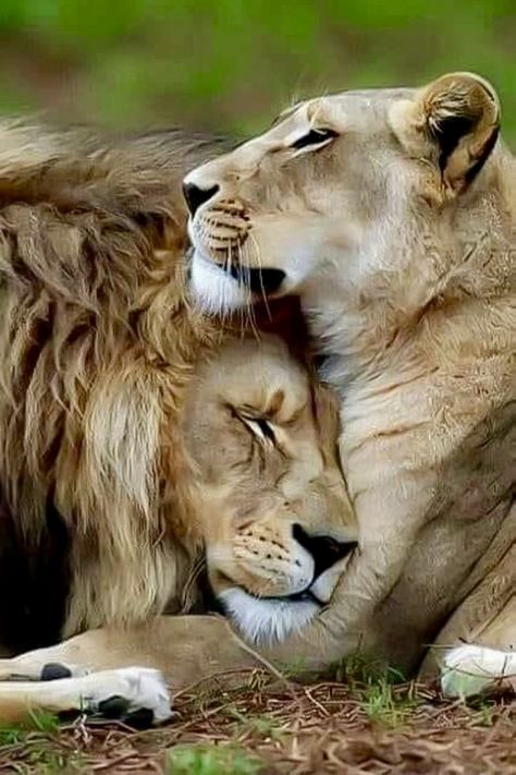 Lion Couple, Lion Photography, Lion Love, Lion Images, Lion Pictures, Wild Life, Beautiful Animals, Wild Animals, Big Cats