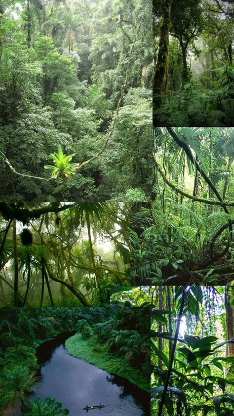 Congo Rainforest, Rainforest Photography, Photography, Quick Saves, Nature