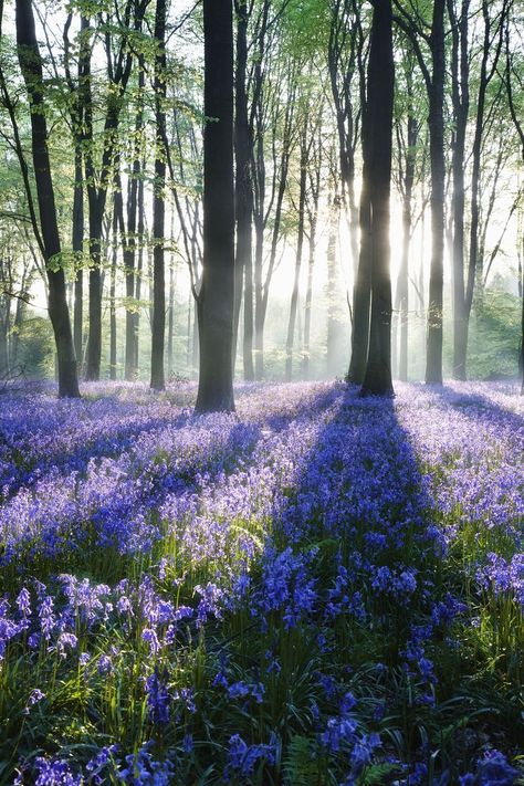 Bluebell Woodland, 숲 사진, Bluebell Woods, Hampshire England, Theme Nature, Spring Landscape, Beautiful Forest, Blank Paper, Forest Flowers