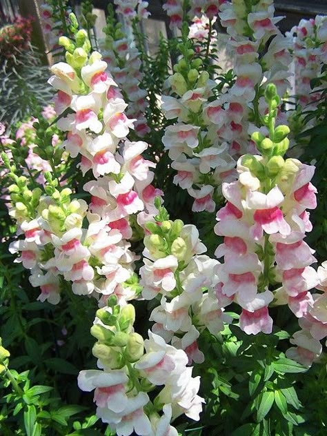 Snapdragon "Appleblossom" (Antirrhinum majus) by snowrose7839 Snapdragon Flowers, Garden Details, Beautiful Blooms, Outdoor Plants, Dream Garden, Cut Flowers, Amazing Flowers, Love Flowers, Cottage Garden