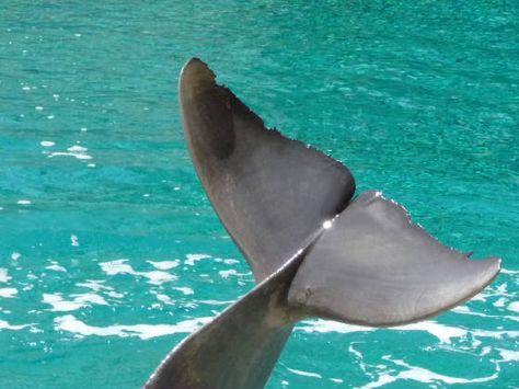 Dolphin Fin, Dolphin Images, Dolphin Tail, Fun Facts About Animals, Wild Kingdom, Structure And Function, A Whale, Animal Facts, Body Temperature