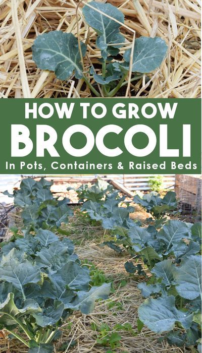 Tips and detailed instruction to learn how to grow broccoli no matter what your gardening situation is.  Learn all there is to know about how to successfully grow your own broccoli at home. Broccoli Garden How To Grow, Planting Broccoli Plants, Broccoli Plants How To Grow, How To Plant Broccoli, Planting Broccoli, Broccoli Garden, Broccoli Growing, How To Grow Broccoli, Healthy Garden Soil