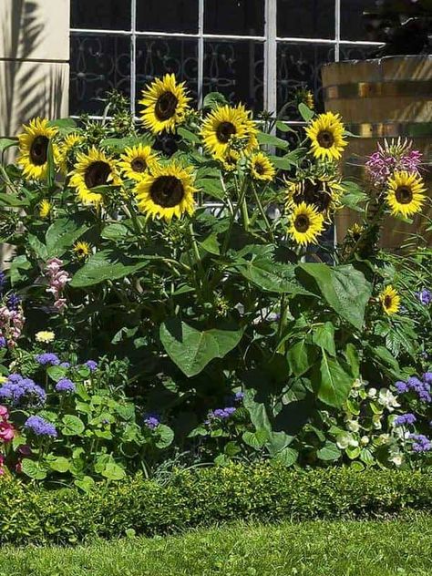 23 Sunflower Garden Ideas You'll Love Sunflower Garden Ideas, Plant Goddess, Sunflower Tree, Beautiful Sunflowers, Planting Sunflowers, Sunflower Garden, Garden Inspo, Home Landscaping, A Breath Of Fresh Air