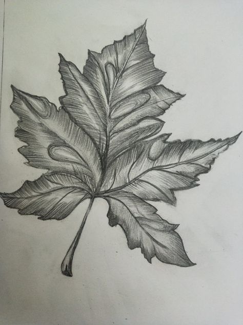 Leaf Shading Pencil, Leaves Shading Pencil, Natural Drawing Pencil, Leaf Sketch Pencil, Natural Motif Drawing, Foliage Drawing, Landscape Sketching, Leaves Sketch, Shading Drawing