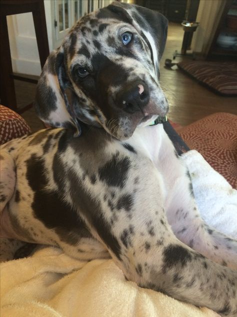 Our Harlequin Great Dane puppy Piper                                                                                                                                                                                 More Pretty Great Dane, Great Dane Blue Merle, Merle Great Dane Puppy, Great Dane Blue Harlequin, Harlequin Great Dane Puppy, Great Dane Colors, Blue Merle Great Dane, Harlequin Great Dane, Cute Dog Costumes