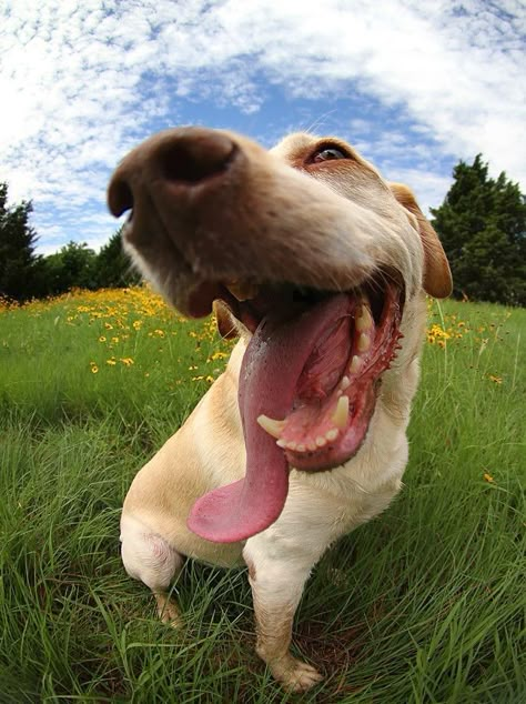 Goofy Dog, Eye Lens, Funny Animal Photos, Fish Eye, Really Cute Dogs, Labrador Retrievers, Silly Dogs, Funny Dog Pictures, Pet Photography