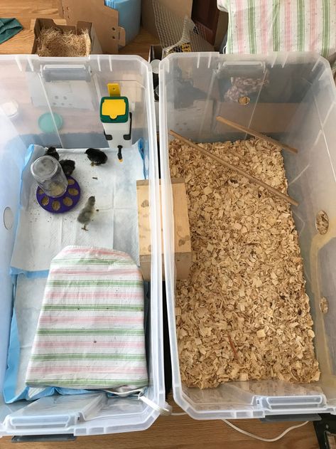 I thought I would share how our indoor brooder set up looks and what we did when they needed more space but still didn't have a finished coop yet!We made our chick brooder last year (2018) using giant Sterilite bins (50 gallon - the biggest we... Chicken Brooder Box, Inside Chicken Coop, Chick Brooder, Brooder Box, Chicken Brooder, Chicken Incubator, Backyard Chicken Farming, Raising Backyard Chickens, Puppy Pads