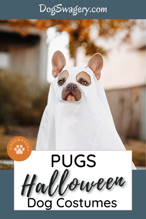 Halloween Costumes for Pugs • DogSwagery Pug Costume Halloween, Pug Halloween Costumes, Dog Swag, Halloween Dog Treats, Yoda Costume, Darth Vader Costumes, Bumble Bee Costume, Pugs In Costume, Minion Halloween