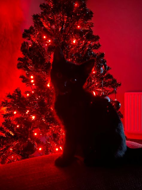 Black christmas tree, red lights, black kitty 🖤 Red And Black Christmas Aesthetic, Black Christmas Aesthetic, Black Cat Gif, Red And Black Christmas, Christmas Tree Black, Black Christmas Tree, Scary Christmas, Christmas Tree Red, Future Wallpaper