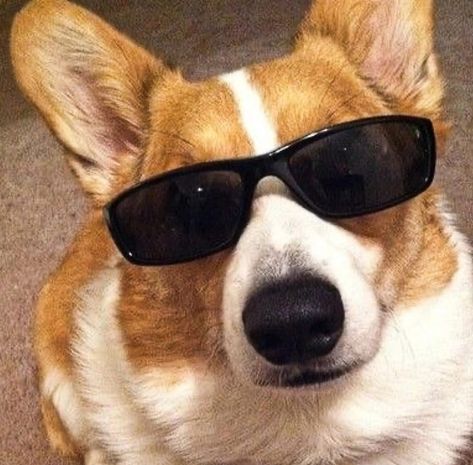 Corgi With Glasses, Birthday Corgi, Dog Wearing Sunglasses, Corgi Cute, Golden Aesthetic, Dinosaurs Birthday, Dog Sunglasses, Corgi Pictures, Dog With Glasses