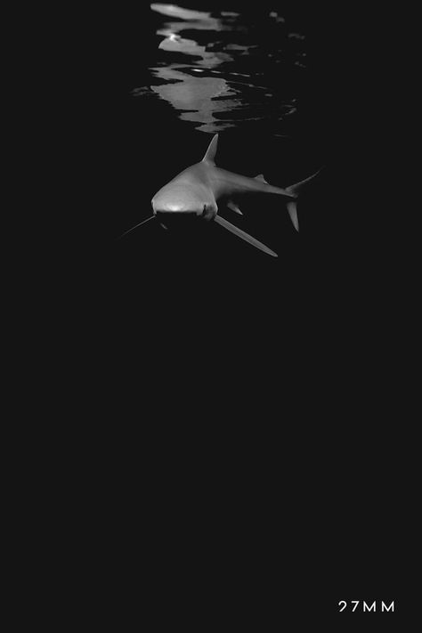 Shark Aesthetic Wallpaper, Sea Black And White, Shark Background, Ocean Life Photography, Shark Wallpaper, Shark Pictures, Gym Wallpaper, Black Shark, Shark Art