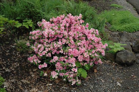 Click to close image; click and drag to move Plant Schedule, Flowers Garden Ideas, Low Maintenance Shrubs, Horizon Landscape, Azalea Flower, Missouri Botanical Garden, Outdoor Remodel, Farm Nursery, Pink Azaleas