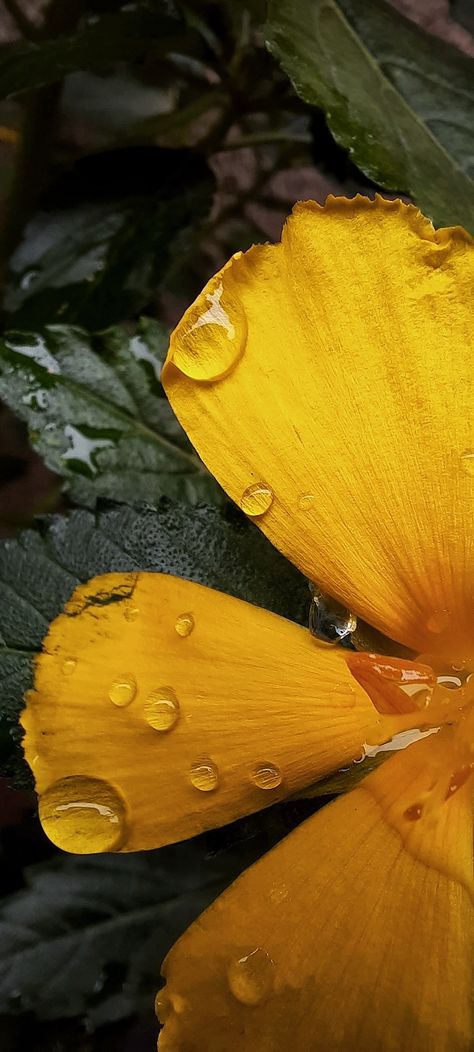 Flowers With Water Drops Photography, Water Droplet Aesthetic, Reference Photos For Artists Flowers, Water Macro Photography, Water Motion Photography, Flowers With Dew Drops, Reflective Photography Ideas, Macro Photography Nature Flowers, Water Drop Aesthetic