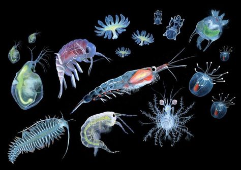 Twitter Microscopic Photography, Louise Nevelson, Joseph Cornell, Deep Sea Creatures, Bio Art, Underwater Creatures, Aquatic Life, Crustaceans, Marine Biology