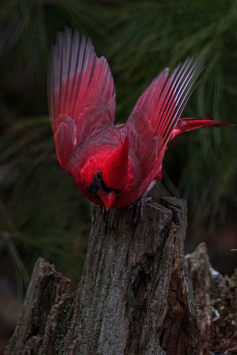 Cardinal Aesthetic, Cardinal Birds Meaning, Cardinal Bird House, Scott Smith, The Caged Bird Sings, Winter Backdrops, Bird Wings, Cardinal Birds, Red Bird