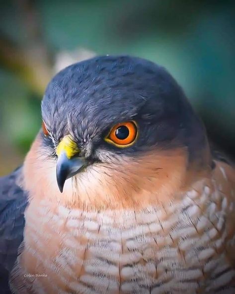 12.3k Likes, 51 Comments - Birds | Wildlife | Photography (@birds_photography_offical) on Instagram: “Follow us for amazing, bird photography📸 from around the world 🌏 @birds_photography_offical Tag 👉…” Wildlife Photography Birds, Sparrowhawk, World Birds, Bird Of Prey, Animal Sketches, Birds Of Prey, Small Birds, Bird Photography, Wild Birds